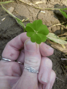 lucky 4leaf clover luck clover nice lucky 4leaf clover luck clover nice