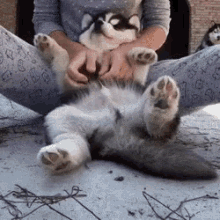 Puppy Cuddle Tummy Rub GIF - Puppy Cuddle Tummy Rub Cute Dog GIFs