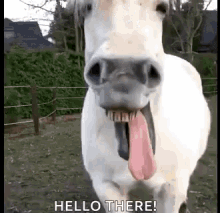 Horse Laugh Hello There GIF - Horse Laugh Hello There Funny Animals GIFs