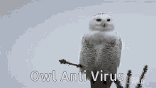 Owl Anti Virus GIF - Owl Anti Virus GIFs