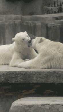 Bears Kiss GIF - Bears Kiss Polar Bear GIFs