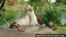 Worm Duck GIF - Worm Duck Frogs GIFs