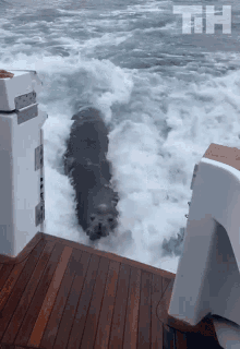 Ride This Is Happening GIF - Ride This Is Happening Sea Lion GIFs