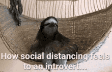 Social Distancing Feels Like An Introvert GIF - Social Distancing Feels Like An Introvert Cute GIFs