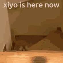 Xiyo Miyo GIF - Xiyo Miyo Xiyo Kitty GIFs