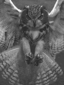 The Last Thing The Mouse Saw GIF - Owl Claws Grab GIFs