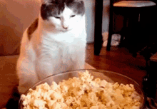 Popcorn Cat GIF - Popcorn Cat Licking Lips GIFs