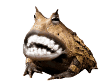 frogs with teeth frog frogs scrongulor smile