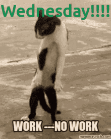 Wednesday Work GIF - Wednesday Work No Work GIFs