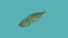 Fish Ocean GIF - Fish Ocean 3d GIFs