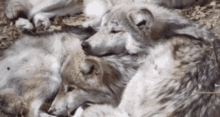 Cute Wolf GIF - Cute Wolf Wolves GIFs