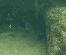 Under Water Diving GIF - Under Water Diving Big Eyes GIFs