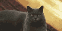 Suspicious Cat GIF - Suspicious Cat Squint GIFs