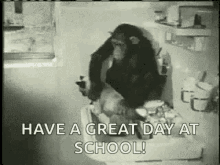 bath cat monkey chimpanzee have a great day at school