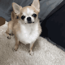 Happy Chihuahua Gifs Tenor