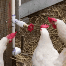 Funny Animal GIF - Funny Animal Chicken GIFs