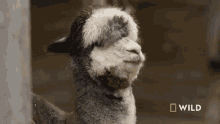 Hi National Geographic GIF - Hi National Geographic Alpaca Herd Goes For A Walk GIFs