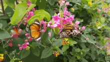 Butterfly Butterflies GIF - Butterfly Butterflies Flowers GIFs