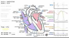 Heart Pump GIF - Heart Pump Blood GIFs