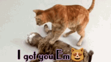 em kitty i got you funny em kitty i got you funny