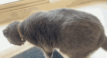 Throw Up Cat GIF - Throw Up Cat Vomit GIFs
