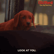 Look At You Clifford GIF - Look At You Clifford Clifford The Big Red Dog GIFs