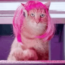 Funny Animals Cats Typing GIF - Funny Animals Cats Typing Working Hard GIFs
