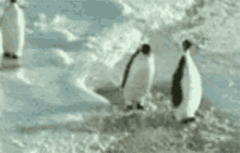 Chimcanhcut Penguin GIF - Chimcanhcut Penguin Push GIFs
