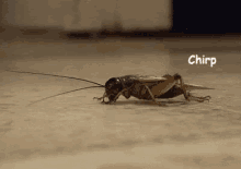 Cricket GIF - Cricket Chirps GIFs