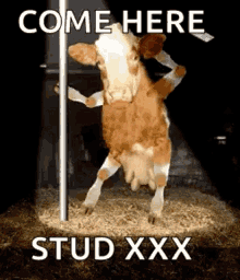 Cow Pole Dance GIF - Cow Pole Dance Come Here GIFs