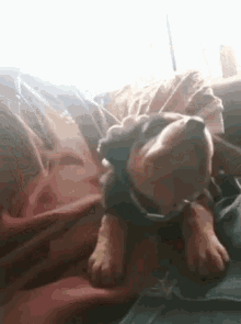 puppy rubdown cuteness jermm