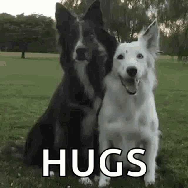 Pohyblivá animace, kde černý pes objímá bílého psa s nápisem Hugs.