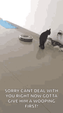 Cats Vacuum GIF - Cats Cat Vacuum GIFs
