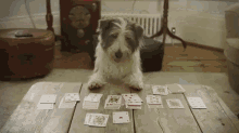 puppy philip cards dog solitaire