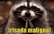 Hehe / Risos / Risada Maligna / Malvada / Vilã GIF - Racoon Evil Laugh Evil GIFs