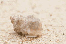 Shell Hermit GIF - Shell Hermit Crab GIFs