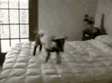 Excited Jump GIF - Excited Jump Goat GIFs