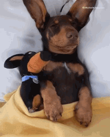 Puppy Sleeping GIF - Puppy Sleeping Funny Pet Videos GIFs