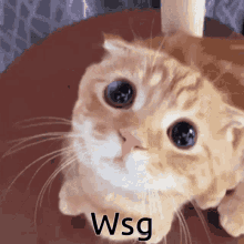 Cat Wsg GIF - Cat Wsg Cute GIFs