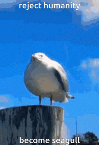 Seagull Reject Humanity GIF - Seagull Reject Humanity GIFs