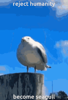 Seagull Reject Humanity GIF - Seagull Reject Humanity GIFs