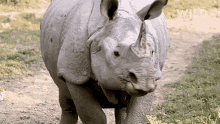 im outta here protecting rhinos in kaziranga national park world rhino day im going im out