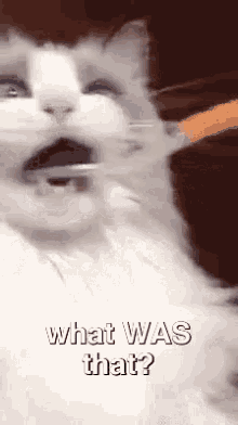 Cat What Was That GIF - Cat What Was That Brush GIFs