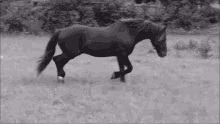 Horse Gallop GIF - Horse Gallop Run GIFs