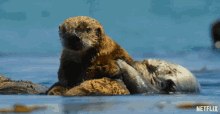 Otter Cuddle GIF - Otter Cuddle Cleaning GIFs