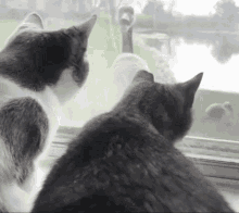 Cats Bird GIF - Cats Bird Bird Cat GIFs