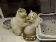 Cat Massage GIF - Cat Massage Back GIFs