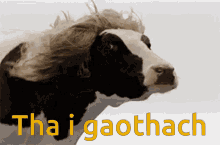 Learn Gaelic Gàidhlig GIF - Learn Gaelic Gaelic Gàidhlig GIFs