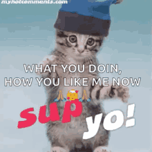 Sup Yo Rapper GIF - Sup Yo Rapper Cat GIFs