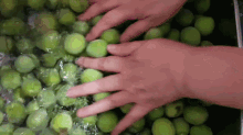 매실 초록 씻기 씻다 과일 GIF - Plum Green Plum Wash GIFs